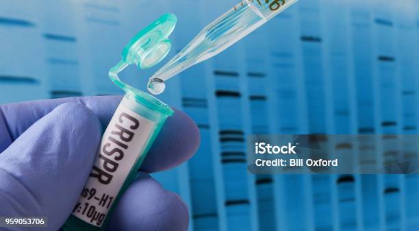 Crispr Research In Laboratory Stock Photo - Download Image Now - CRISPR, DNA, Editor
