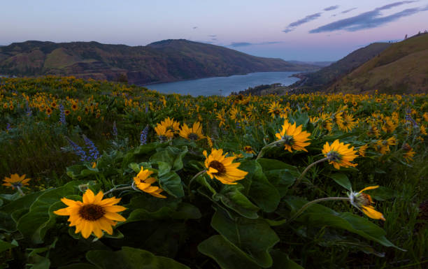 istock Wild Flowers Blooming at Rowena Crest 959053804