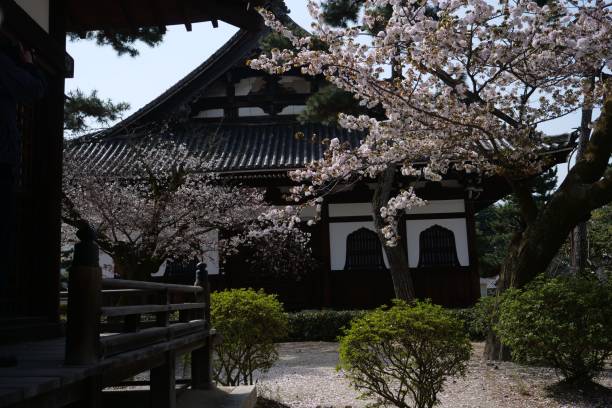 istock Cherry blossoms at temple in Kyoto 959053822
