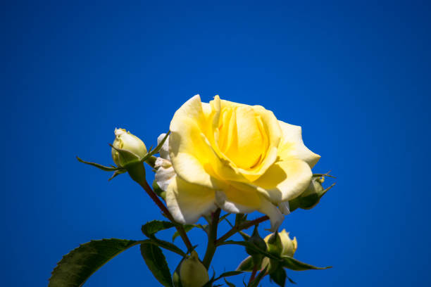 istock Yellow roses of spring 959053832