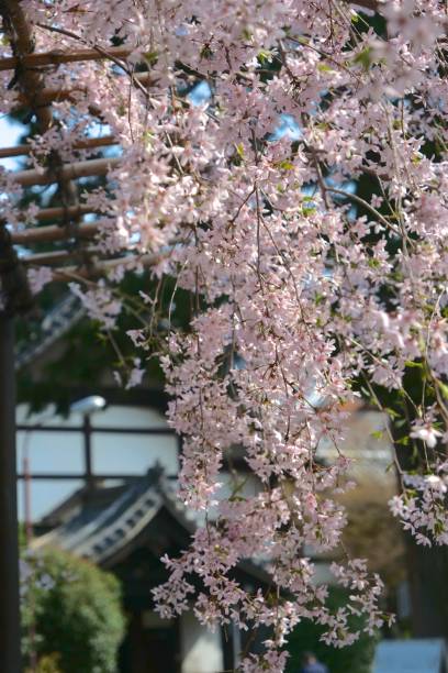 istock Cherry blossoms at temple in Kyoto 959053834