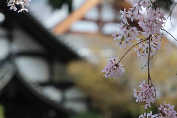 istock Cherry blossoms at temple in Kyoto 959053868