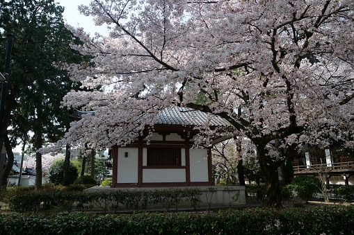 Kyoto 2018