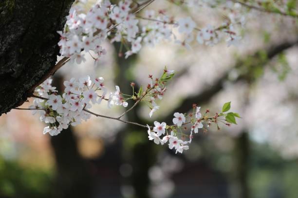 istock Cherry blossoms at temple in Kyoto 959055980