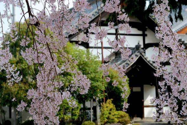 istock Cherry blossoms at temple in Kyoto 959056058
