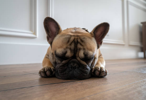 istock French bulldog resting with head on floor 959056554