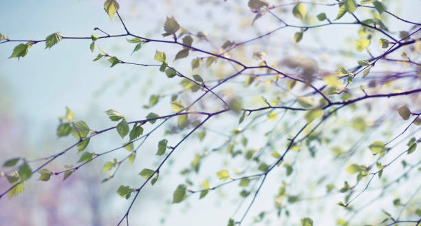 istock Banner Beautiful birch tree branch with green leaves in the sky. 959057184