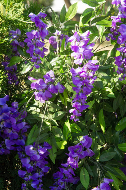 Wisteria, a genus of high-altitude subtropical subtropical plants resembling trees, from a family of legumes with large bunches of fragrant flowers. They are blue, purple, purple and white. Artificial tastes glicina, un género de plantas subtropicales subtropicales altura que se asemejan a árboles, de una familia de las leguminosas con grandes racimos de flores fragantes. ellos son de color azules, púrpura, morado y blanco. sabores artificiales