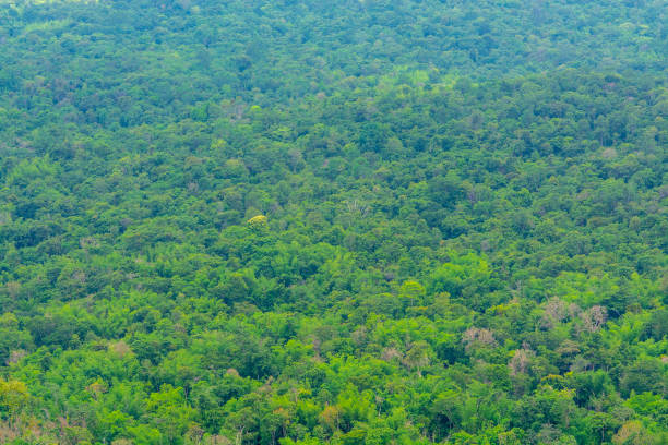 istock Aerial view of the forest.Thailand 959057456
