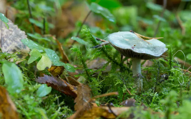 Closeup of a roundhead, Stropharia mushroom among moss.
