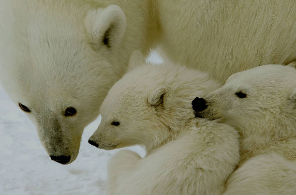 istock Polar Bear Mother with two Cubs 959062062