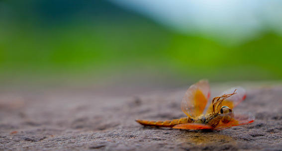 Dragonfly lying dead on the stone floor.Animalia