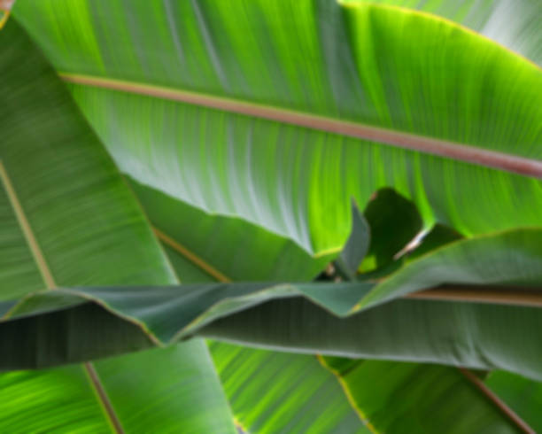 istock Out of focus banana palm leaf texture background 959062232