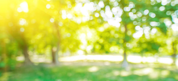 istock Green nature outdoor 959066956