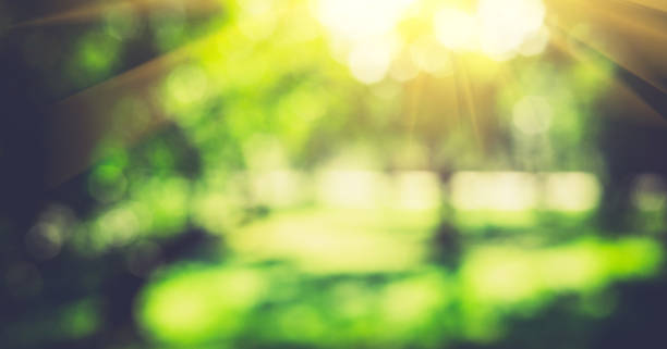 istock Summer sunrise morning park 959067078