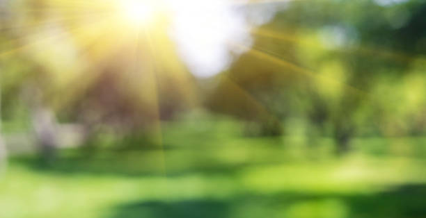istock Green nature outdoor 959067108