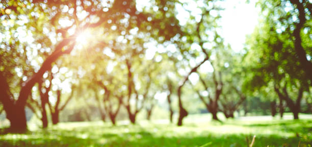 istock Green nature outdoor 959067126