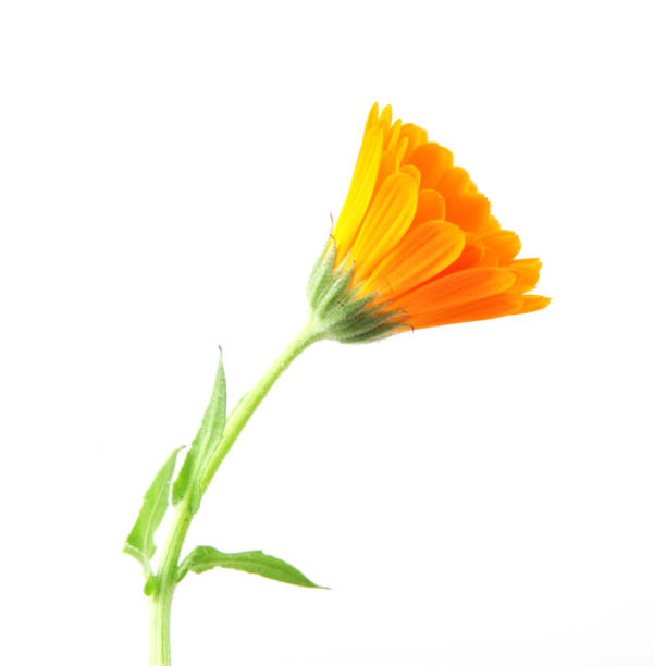 istock Marigold - Calendula officinalis isolated on white background 959069872