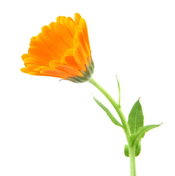 istock Marigold - Calendula officinalis isolated on white background 959069876