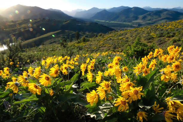 istock Arnica or Balsamroot flowers in beautiful  meadows. 959070168