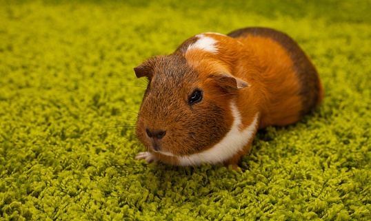 Guinea Pig on green carpet