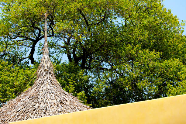 vetiver grass roof modern with green tree on background
