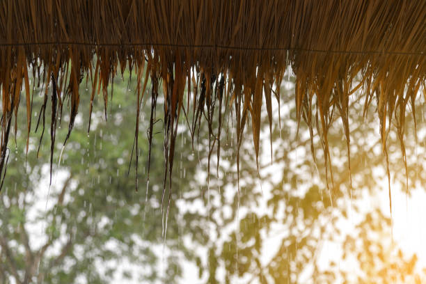 istock streams of rain drop from the thatched. natural materials roof 959072620