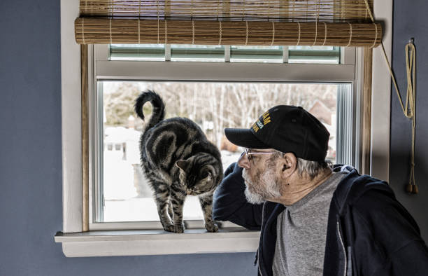 A real person 67 year old United States Navy Vietnam War military veteran is playing with and talking to his pet striped domestic tabby cat who is balanced on a bedroom window sill.