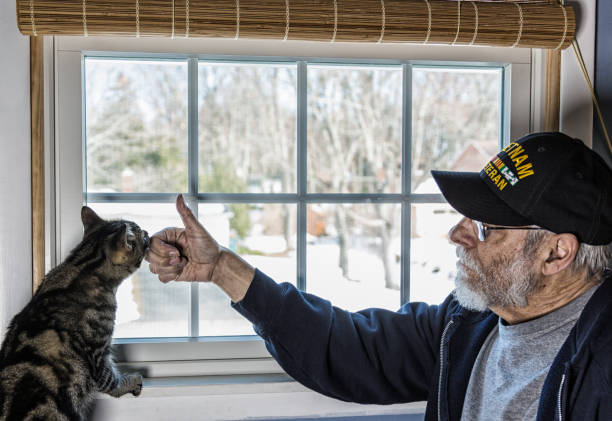 A real person 67 year old United States Navy Vietnam War military veteran is playing with and talking to his pet striped domestic tabby cat who is balanced on a bedroom window sill.