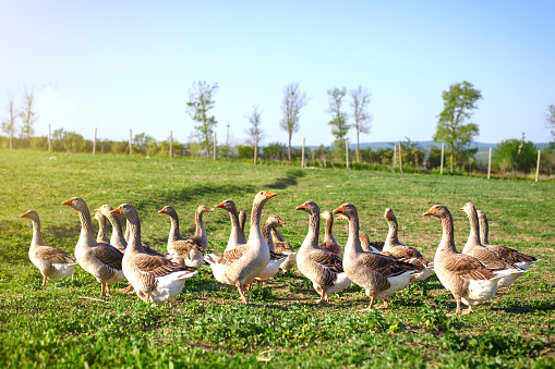 Geese on a traditional poultry farm. Agriculture