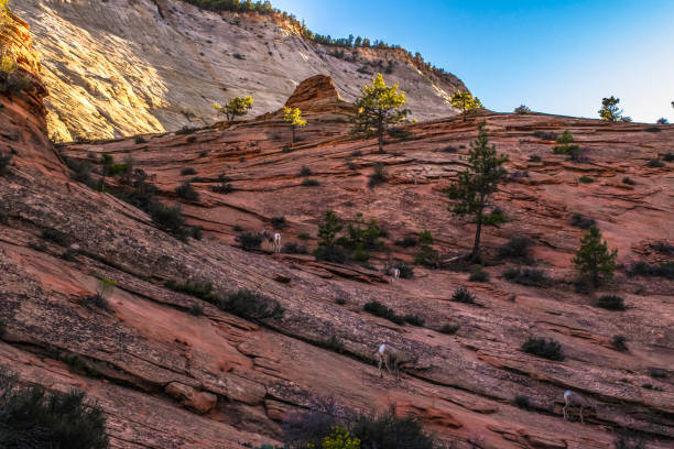 istock Zion National Park in Utah 959077032