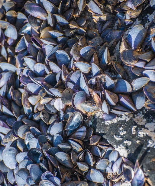 istock A colony of mollusks 959079106
