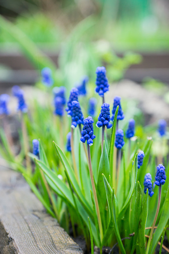 Iris Reticulata Alioda in flower in March, a dwarf, bulbous iris with narrow and erect leaves, England, United Kingdom