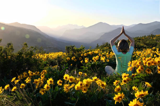 Woman in yoga pose meditating in meadows among Sunflowers. Beautiful view of Cascade Mountains at sunrise.  Winthrop. Patterson Mountain. Seattle. Washington. United States. balsam root stock pictures, royalty-free photos & images