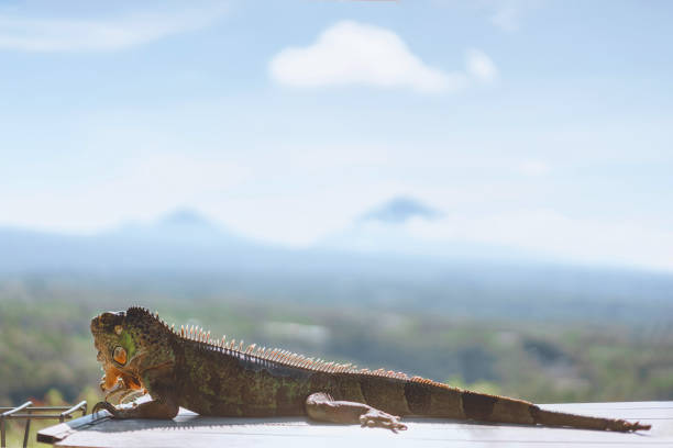 Juvenile Green Iguana close-up portrait. Costa Rica, East Coast.