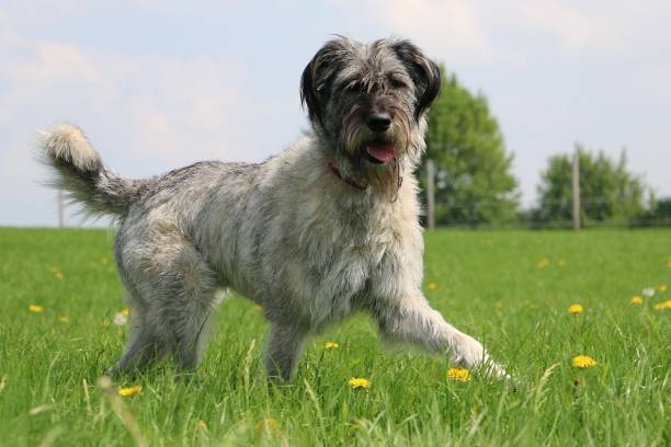 divertente grande schnauzer in giardino - giant schnauzer foto e immagini stock