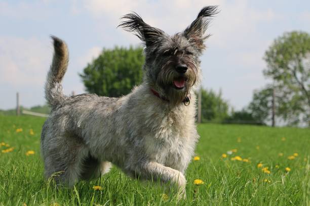 庭に面白い大きなシュナウザー - giant schnauzer ストックフォトと画像