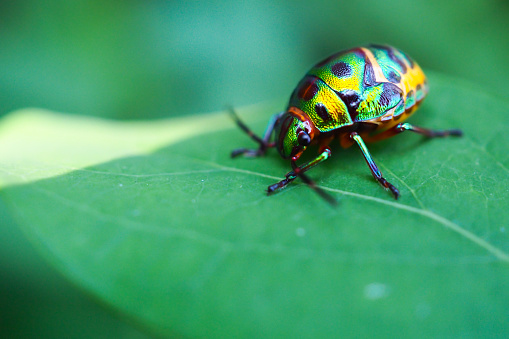 Rainbow shield bug, Ladybug, Thailand