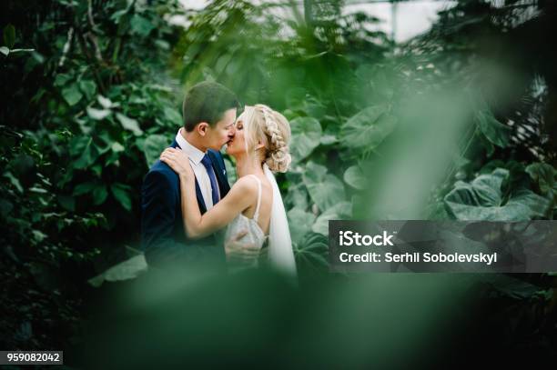 Frischvermählten Sind Ansehen Und Küssen In Den Botanischen Garten Voller Grün Grün Hochzeitszeremonie Stockfoto und mehr Bilder von Hochzeit