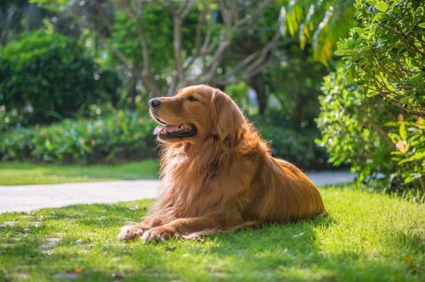 istock Lovely golden retriever, playing in the park 959086442