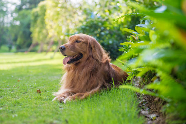 istock Lovely golden retriever, playing in the park 959086456