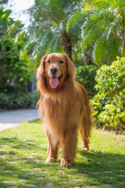 istock Lovely golden retriever, playing in the park 959086462