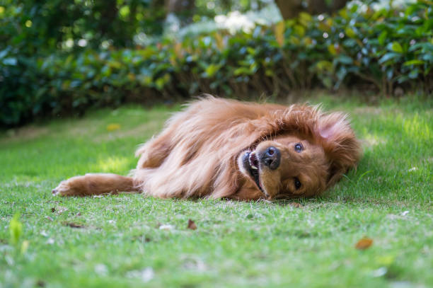 istock Lovely golden retriever, playing in the park 959086476