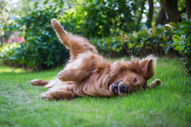 istock Lovely golden retriever, playing in the park 959086478