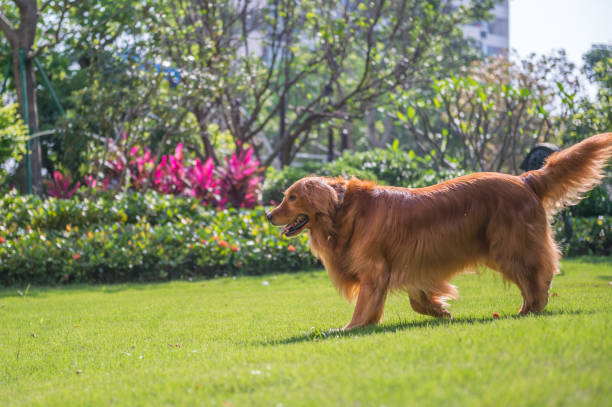 istock Lovely golden retriever, playing in the park 959086484
