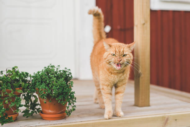 Cute cat on porch outside house \nPhoto taken in natural light in summer