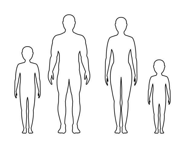 Male, female and children's contour on white background, vector. family. children's, male and female contour, isolated on a white background. Vector flat illustration. kid, man and a woman. family. the human body stock illustrations