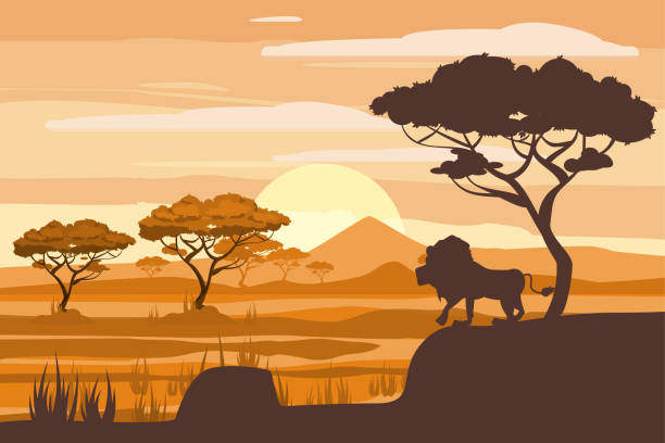 illustrations, cliparts, dessins animés et icônes de paysage africain, lion, savane, coucher de soleil, vecteur, illustration, style cartoon, isolé - savane africaine