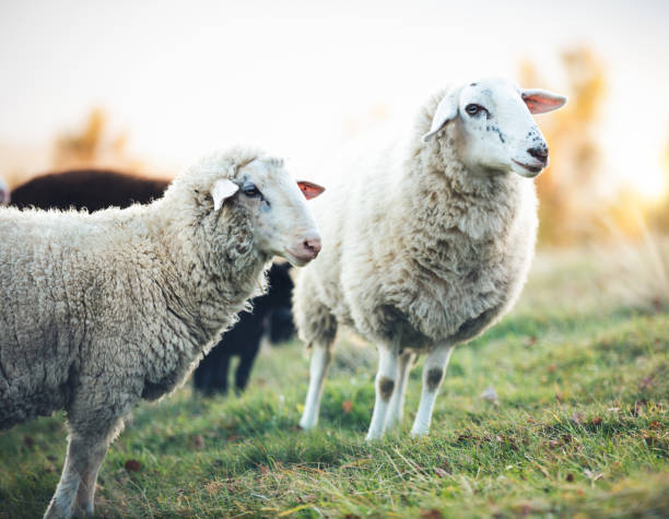 istock Flock Of Sheep On A Pasture 959090792