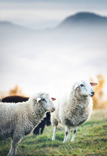 한 목장에서 양 떼 - sheep grazing vertical photography 뉴스 사진 이미지